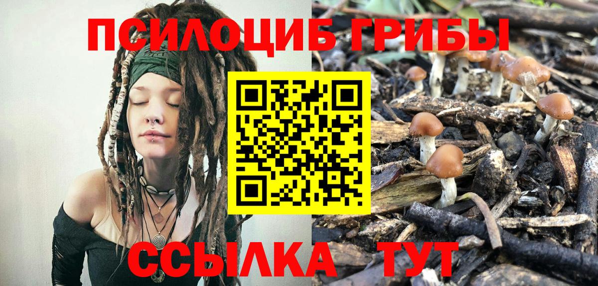 Братск  Псилоцибиновые грибы Psilocybine cubensis  Вход с VPN 